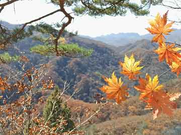 水岸板草学名？：水岸边植物景观设计