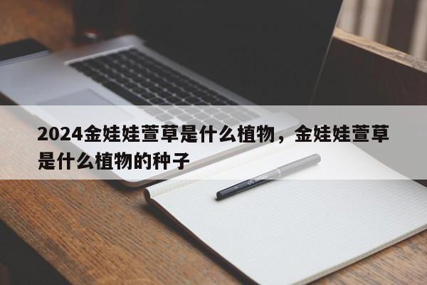 2024金娃娃萱草是什么植物，金娃娃萱草是什么植物的种子