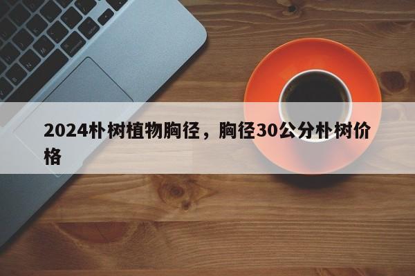 2024朴树植物胸径，胸径30公分朴树价格